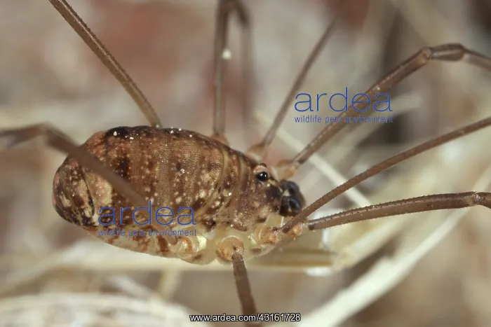 : Harvestman : Harvestman