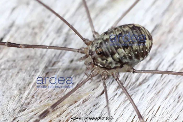 : Harvestman : Harvestman