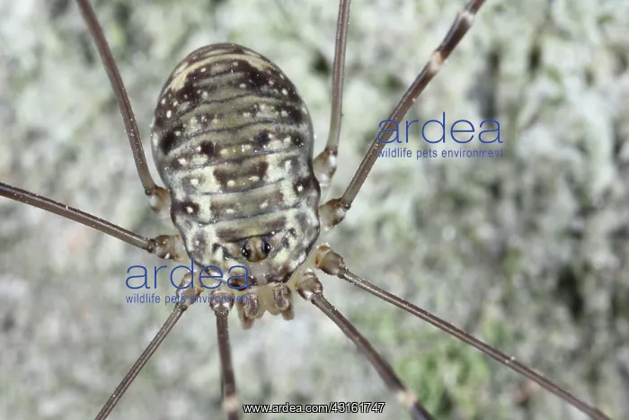 : Harvestman : Harvestman