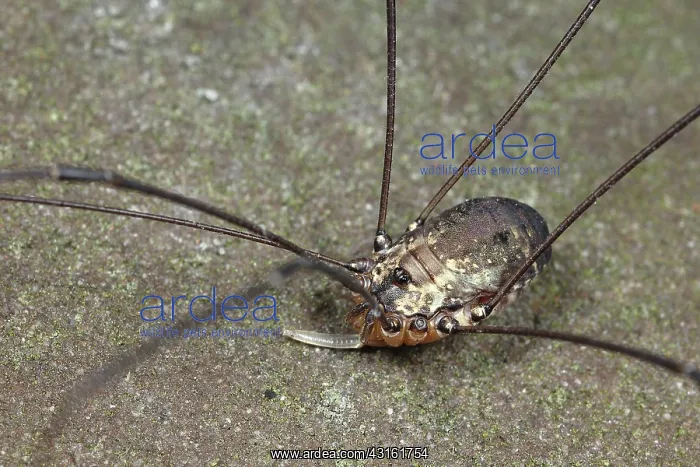 : Harvestman : Harvestman