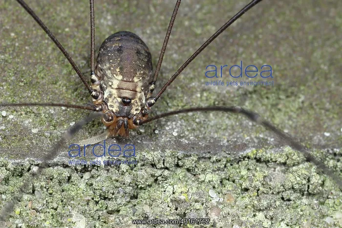 : Harvestman : Harvestman