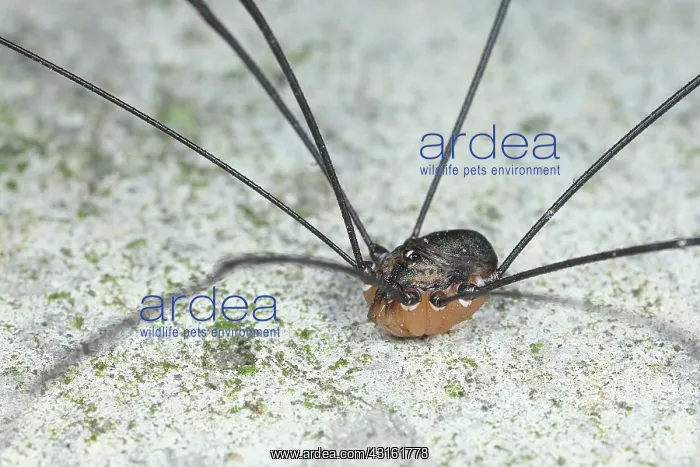 : Harvestman : Harvestman