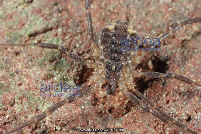 : Harvestman : Harvestman