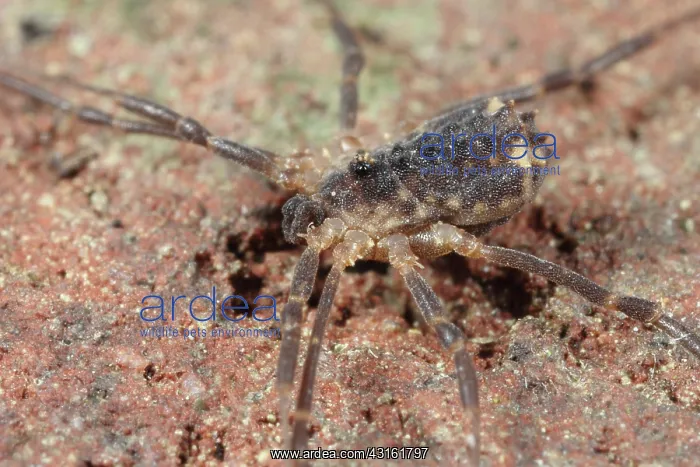 : Harvestman : Harvestman