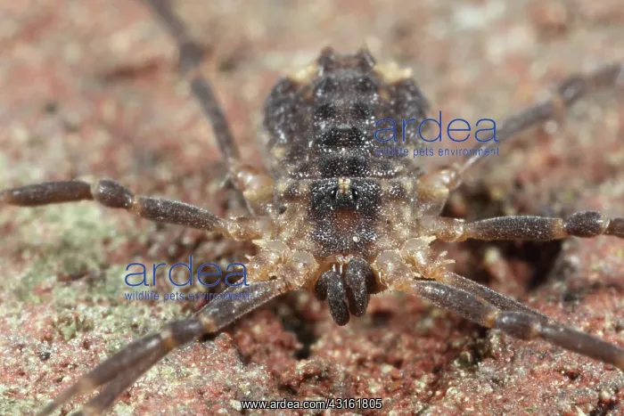 : Harvestman : Harvestman