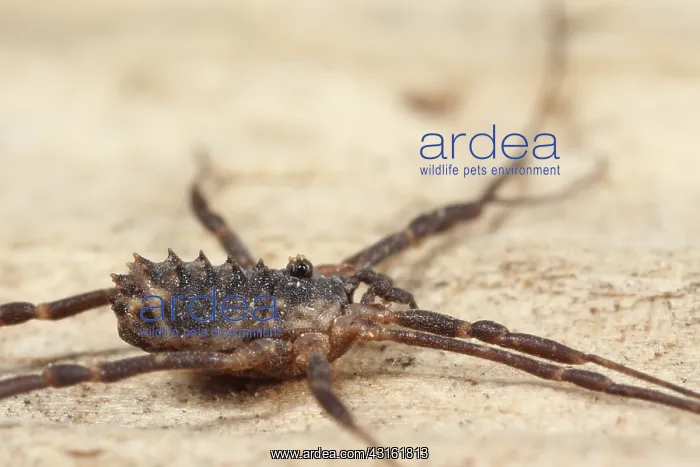 : Harvestman : Harvestman