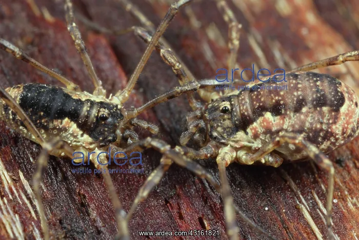 : Harvestman : Harvestman