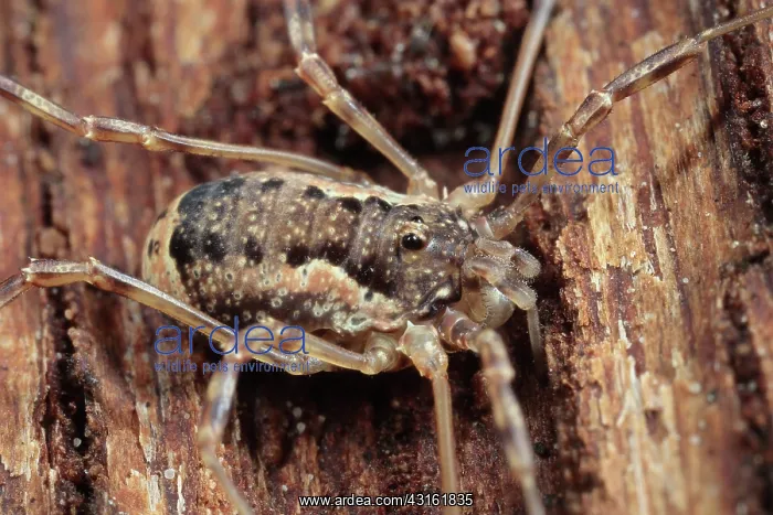 : Harvestman : Harvestman