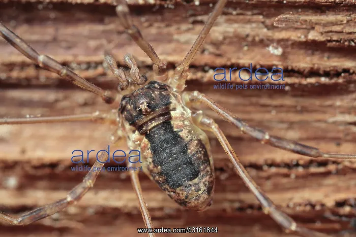 : Harvestman : Harvestman