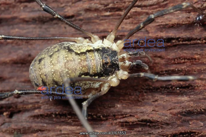 : Harvestman : Harvestman