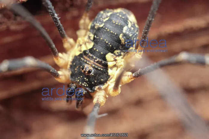 : Harvestman : Harvestman