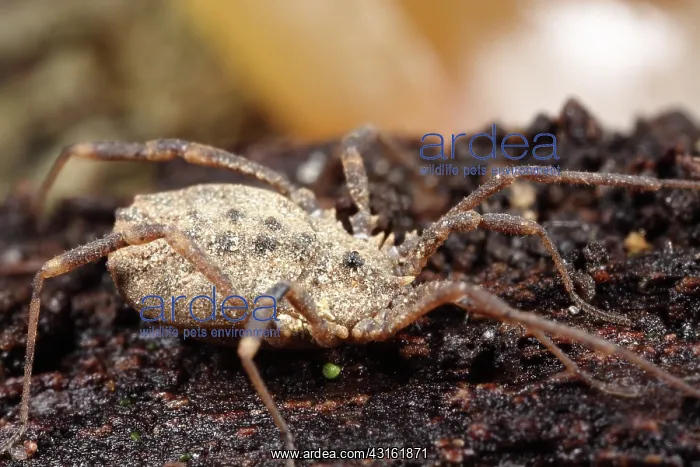 : Harvestman : Harvestman