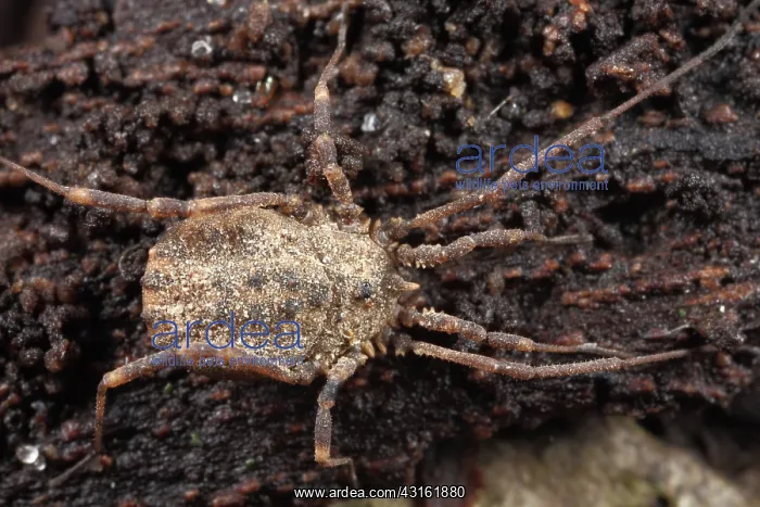: Harvestman : Harvestman