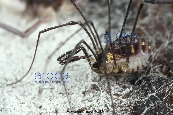 : Harvestman : Harvestman