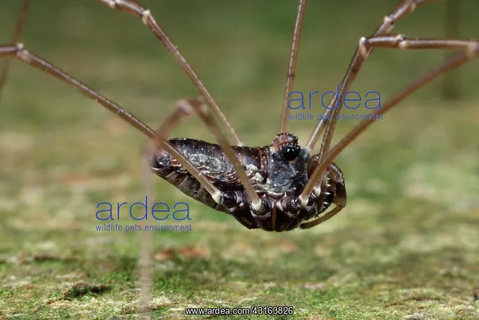 : Harvestman : Harvestman