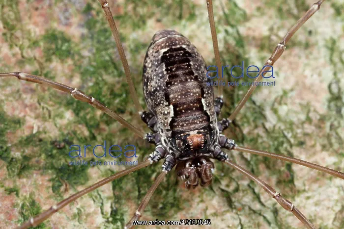 : Harvestman : Harvestman