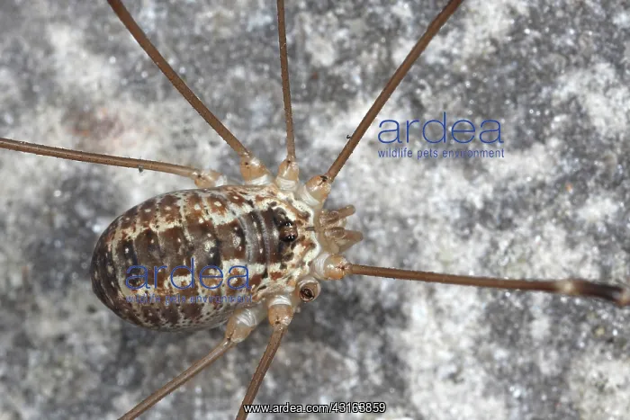 : Harvestman : Harvestman