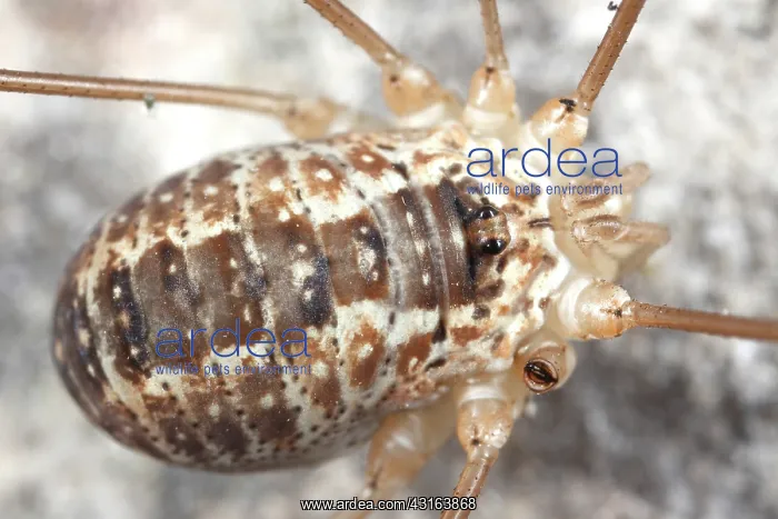 : Harvestman : Harvestman