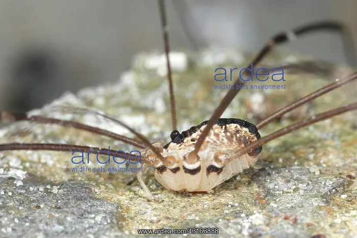 : Harvestman : Harvestman