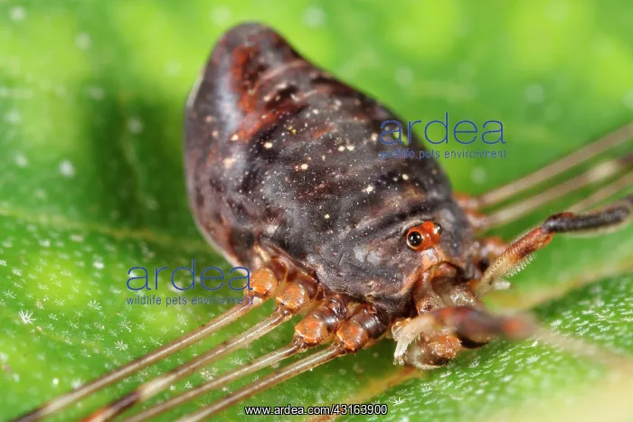 : Harvestman : Harvestman