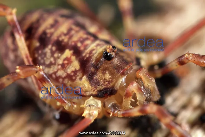 : Harvestman : Harvestman