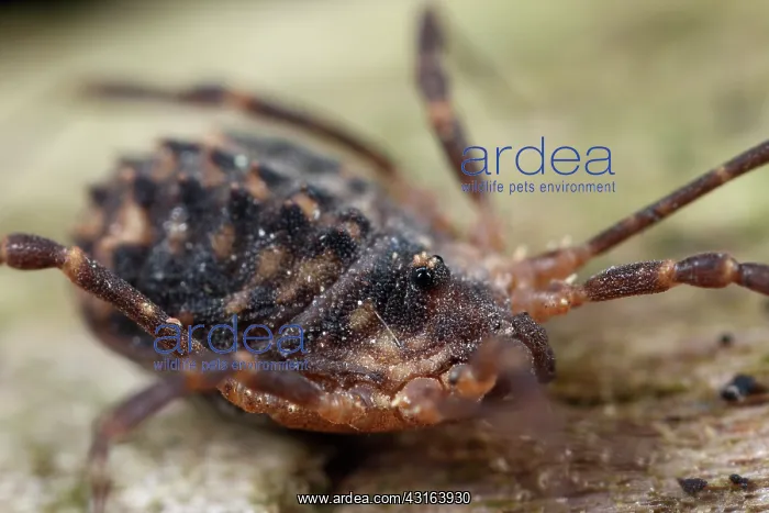 : Harvestman : Harvestman