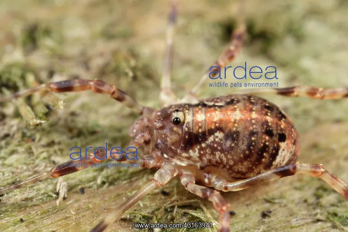 : Harvestman : Harvestman