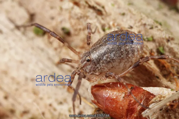 : Harvestman : Harvestman