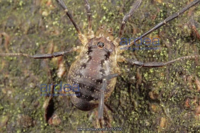 : Harvestman : Harvestman