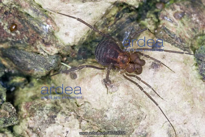 : Harvestman : Harvestman