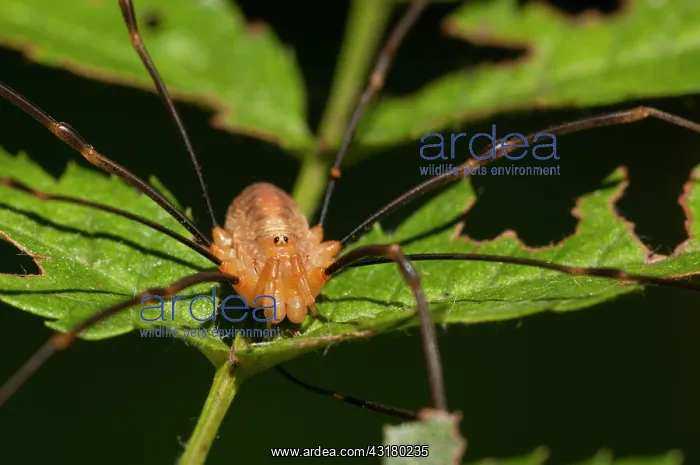: Harvestman : Harvestman
