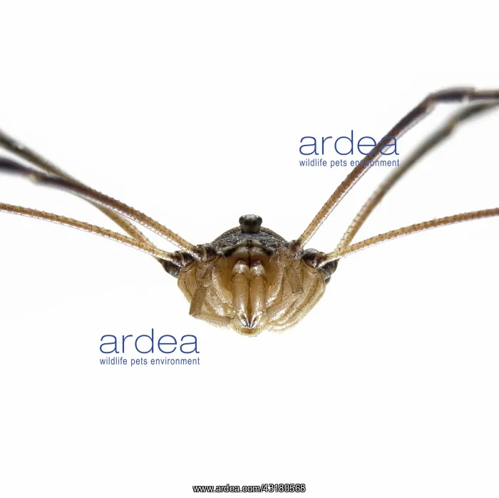 : Harvestman : Harvestman