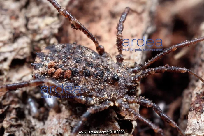 : Harvestman : Harvestman