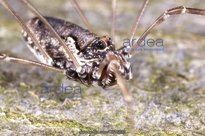 : Harvestman : Harvestman