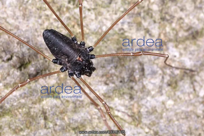 : Harvestman : Harvestman