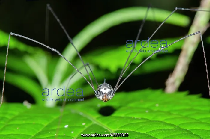 : Harvestman : Harvestman