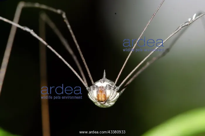 : Harvestman : Harvestman