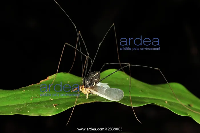: Harvestman / Daddy-long-legs - with it's prey : Harvestman / Daddy-long-legs - with it's prey