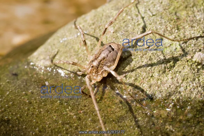 : Harvestman - drinking - UK : Harvestman - drinking - UK