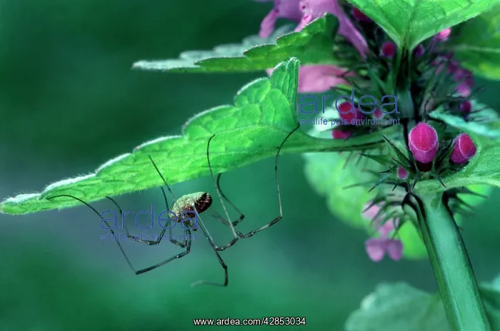 : Harvestman - Under leaf : Harvestman - Under leaf