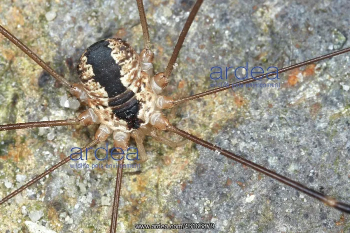 : Harvestman (Leiobunum religiosum) sitting male on stone : Harvestman (Leiobunum religiosum) sitting male on stone