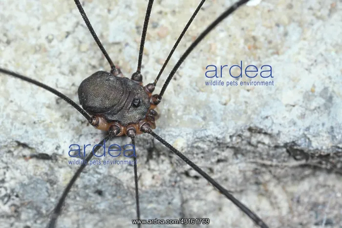 : Harvestman (Leiobunum spec.A) male, sitting on stone : Harvestman (Leiobunum spec.A) male, sitting on stone