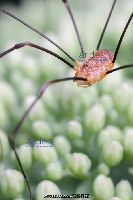  : Harvestman with missing leg, Norfolk UK