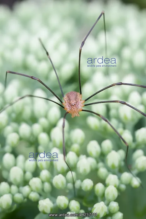 : Harvestman, Norfolk UK : Harvestman, Norfolk UK
