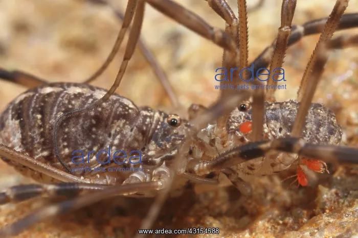 : Harvestman (Opilio saxatilis) couple, mating, The : Harvestman (Opilio saxatilis) couple, mating, The
