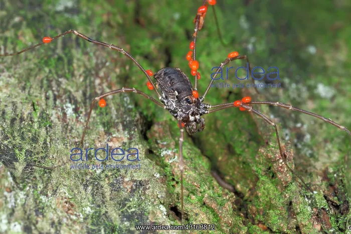  : Mites. Harvestman (Platybunus pinetorum) sitting female with a lot of Mites 