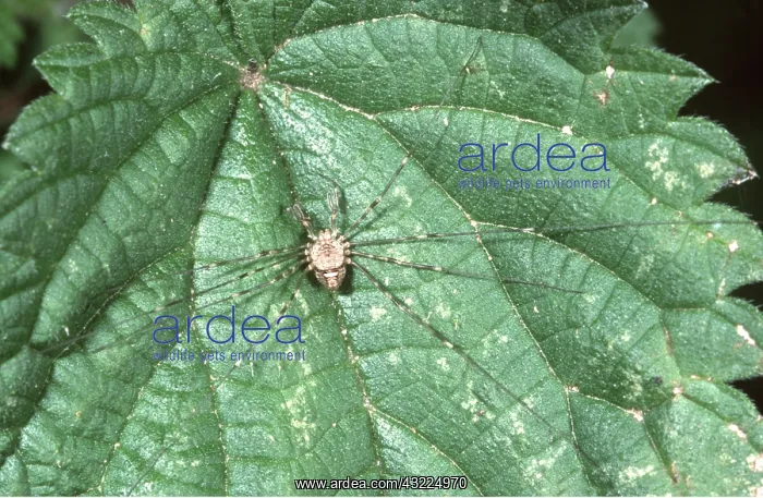 : HARVESTMAN SPIDER : HARVESTMAN SPIDER