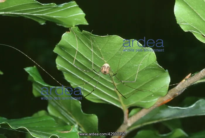 : Harvestman Spider - under Beech leaf : Harvestman Spider - under Beech leaf