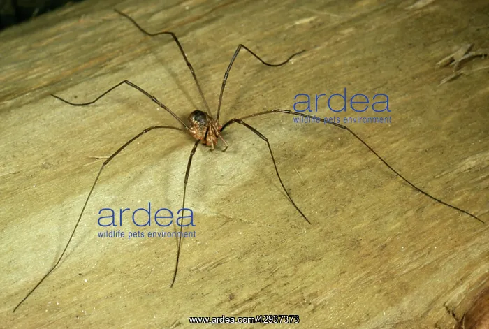 : Harvestman Spider - Male : Harvestman Spider - Male