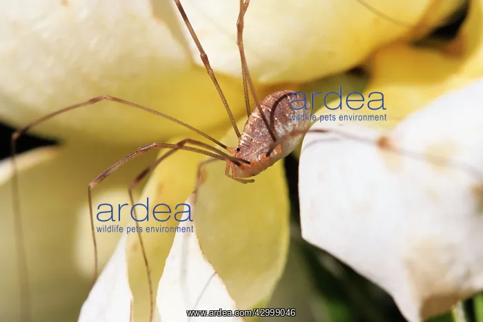 : Harvestman Spider on rose petals in garden - Lower : Harvestman Spider on rose petals in garden - Lower